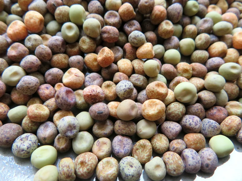 Pois ‘Roveja’ ( Pisum sativum var. arvense )
