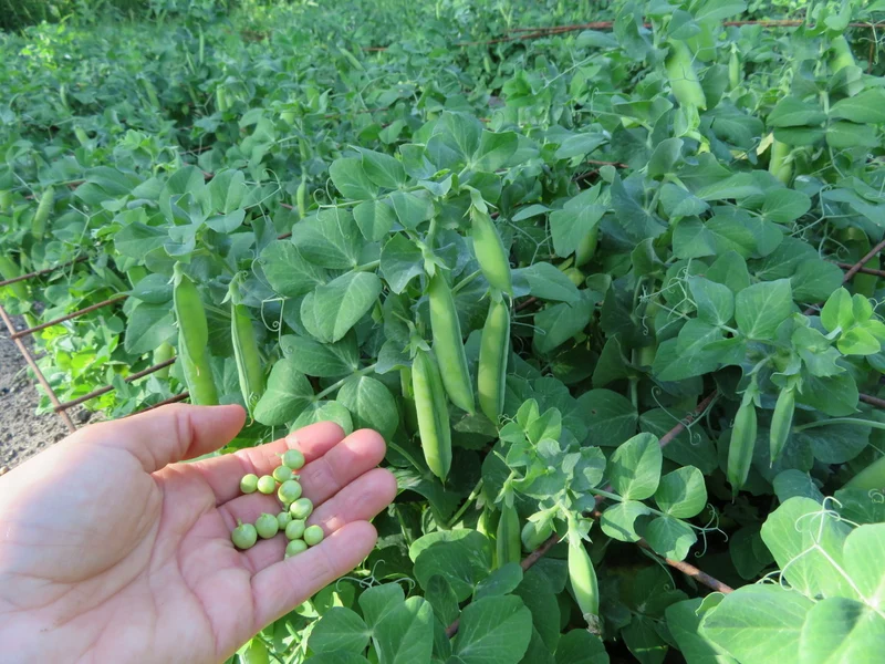 Pois ‘Tom Thumb’ ( Pisum sativum var. medullare )