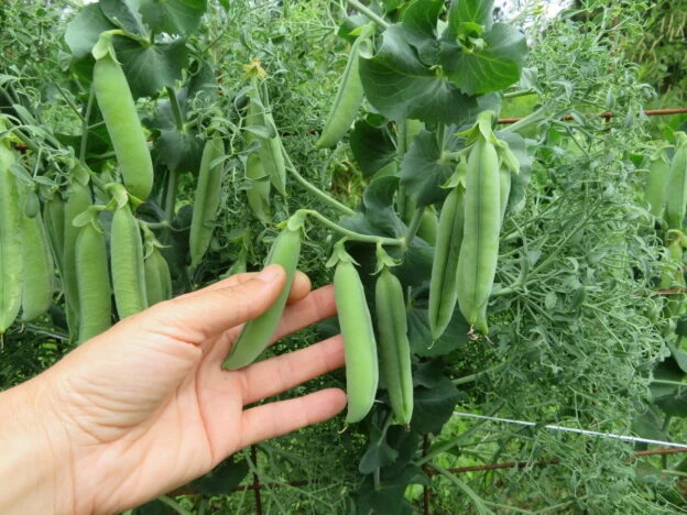 Pois Persil ( Pisum sativum var. medullare )