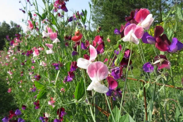 Pois de senteur ( Lathyrus odoratus )
