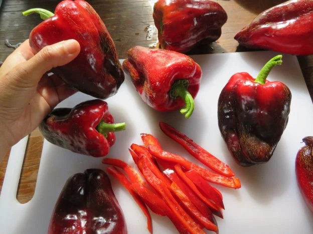 Poivron ‘Black Horse’ ( Capsicum annuum )