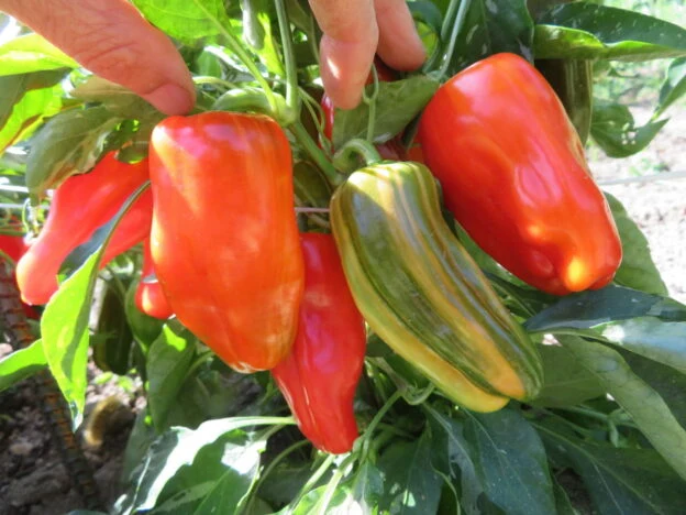 Poivron ‘Candy Cane Rouge’ ( Capsicum annuum )