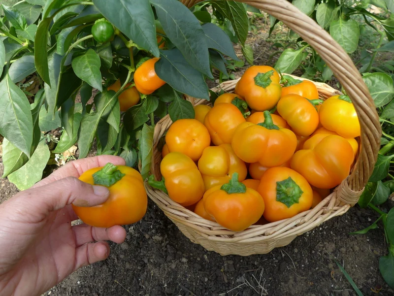 Poivron ‘Doe Hill’ ( Capsicum annuum )