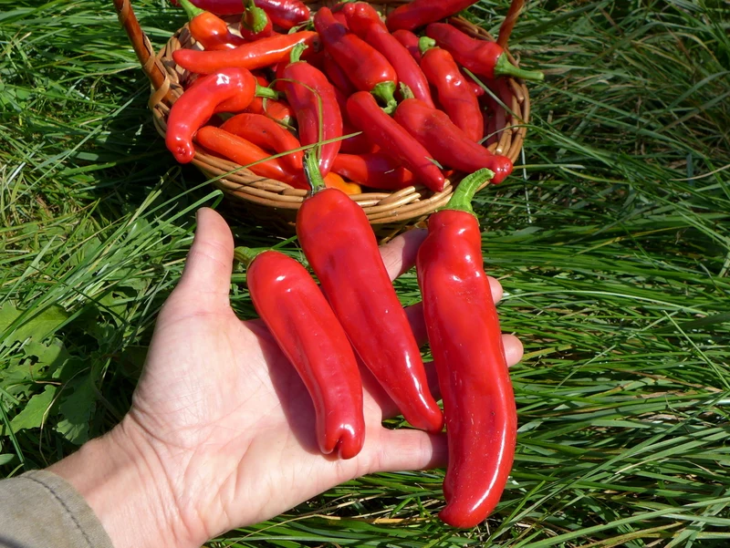 Poivron ‘Italianelle’ ( Capsicum annuum )