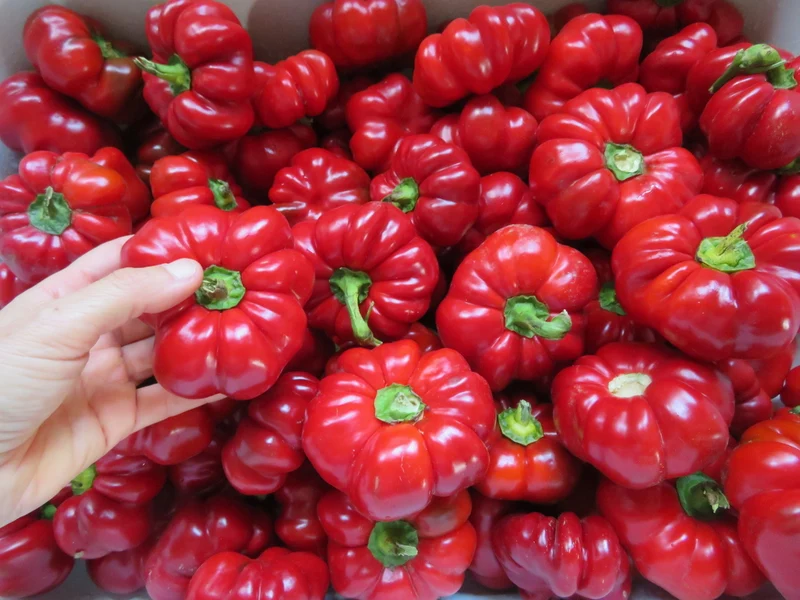 Poivron ‘du Paradis’ ( Capsicum annuum )