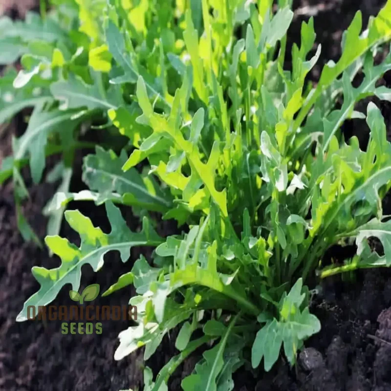 Rocket Salad Cultivated Vegetable Seeds (Eruca sativa), A Comprehensive Guide to Growing Flavorful Greens Planting and Gardening