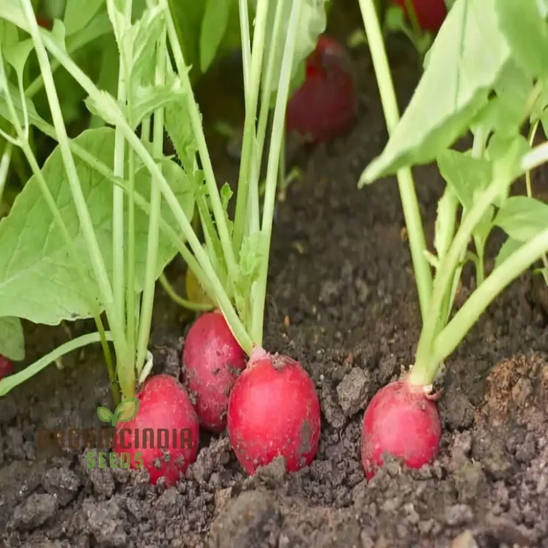 Radish SAXA 2 Vegetable Seeds, High-Quality Vegetable Seeds, Fast Growing, Heirloom Variety, Ideal for Home Gardens