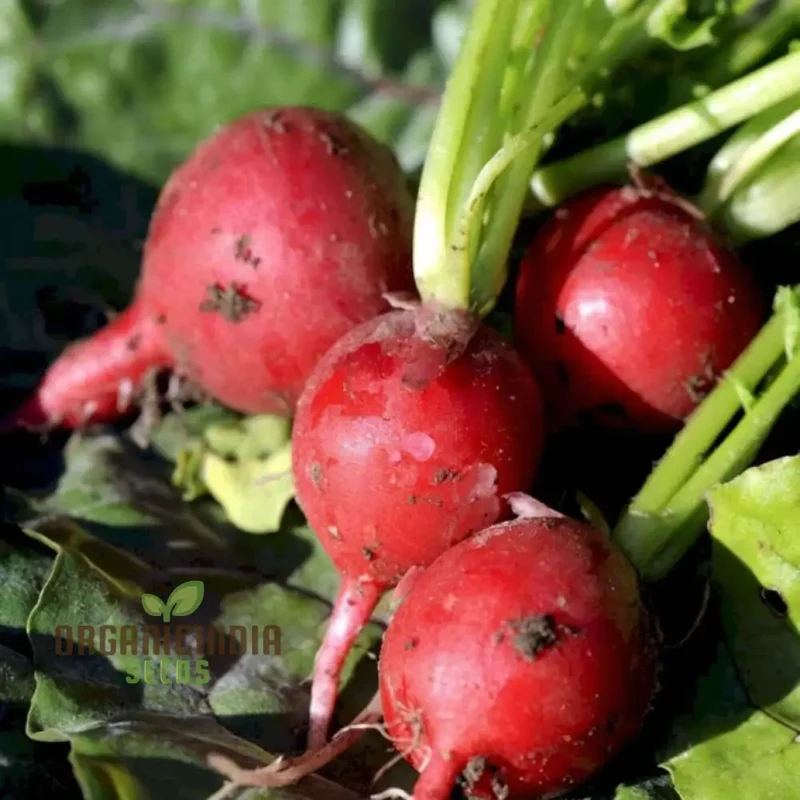Radish SAXA 2 Vegetable Seeds, High-Quality Vegetable Seeds, Fast Growing, Heirloom Variety, Ideal for Home Gardens