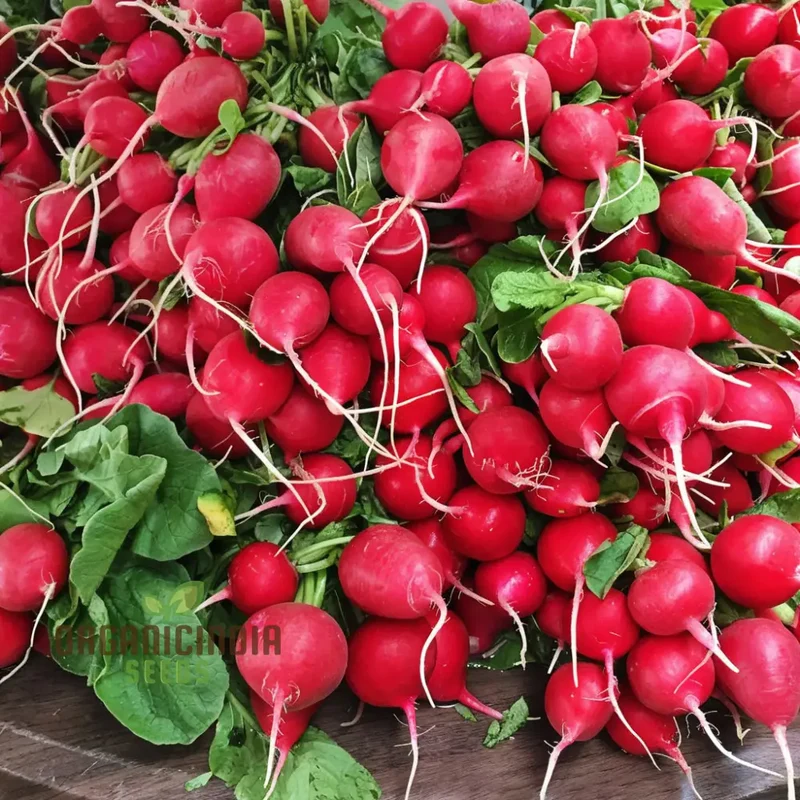 Radish SAXA 2 Vegetable Seeds, High-Quality Vegetable Seeds, Fast Growing, Heirloom Variety, Ideal for Home Gardens