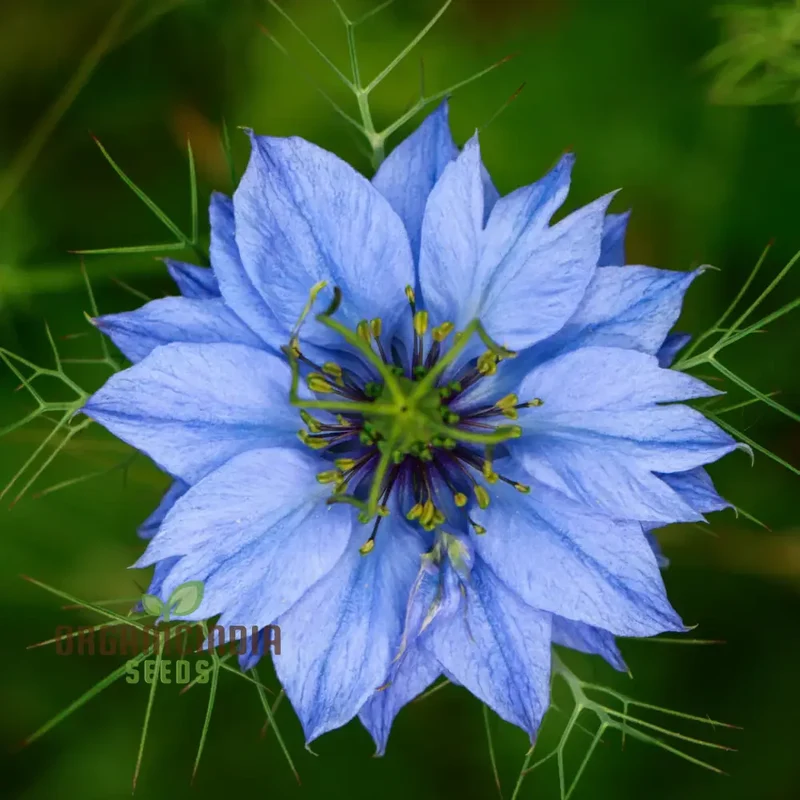 Nigella 'Miss Jekyll Blue' Seeds “ Elevate Your Gardening Experience with Delicate, Breathtaking Blooms