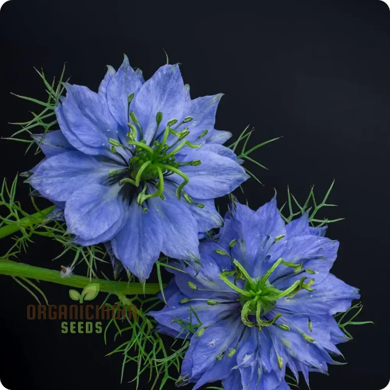 Nigella 'Miss Jekyll Blue' Seeds “ Elevate Your Gardening Experience with Delicate, Breathtaking Blooms