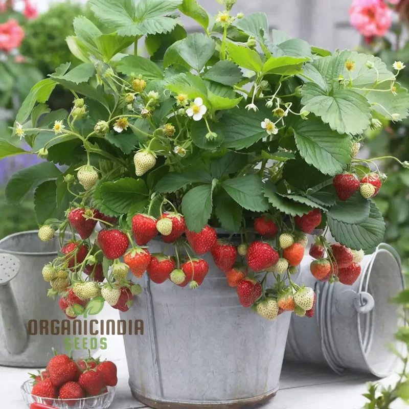Alpine Strawberry Regina Planting and Gardening Seeds, An In-Depth Guide to Growing This Delightful Fruit