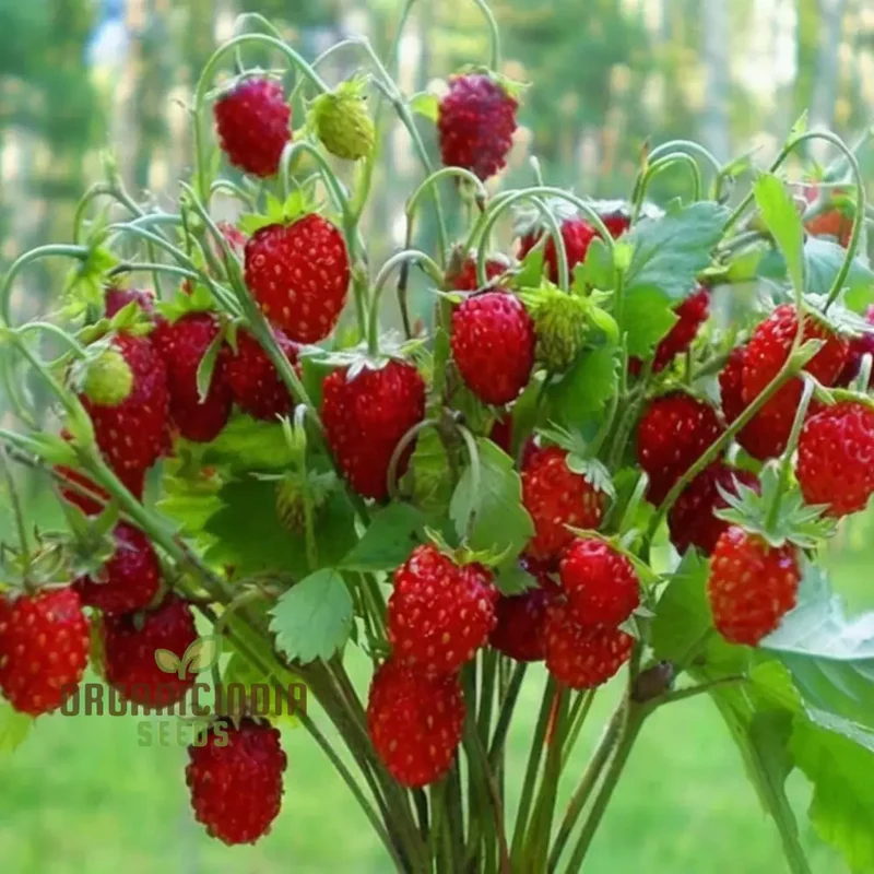Alpine Strawberry Regina Planting and Gardening Seeds, An In-Depth Guide to Growing This Delightful Fruit