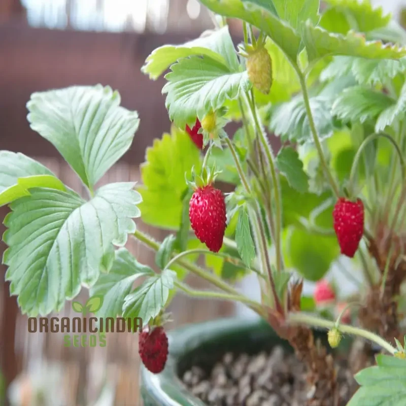 Alpine Strawberry Regina Planting and Gardening Seeds, An In-Depth Guide to Growing This Delightful Fruit