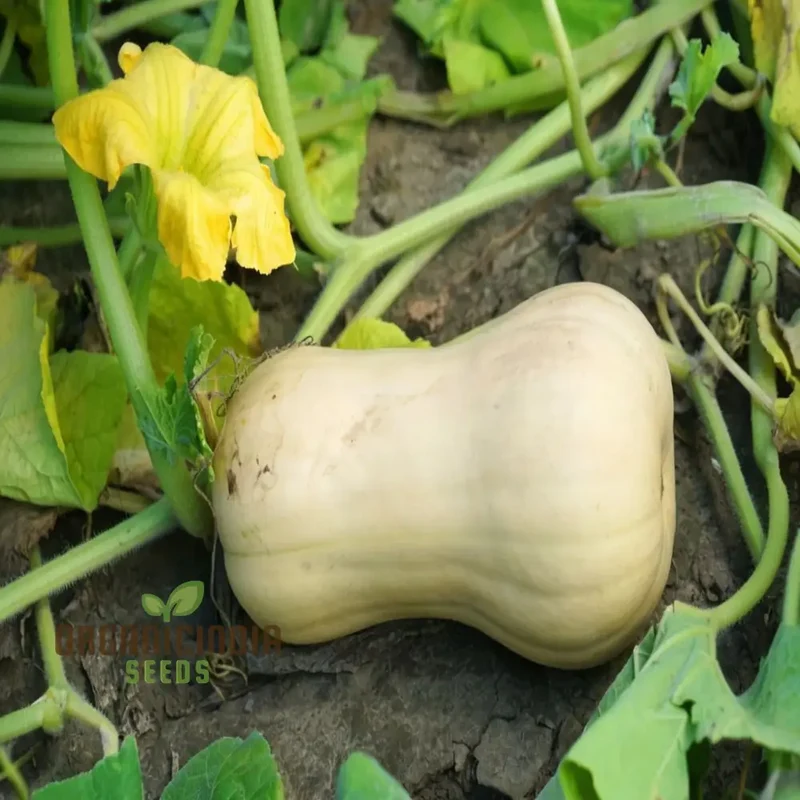 Premium Butternut Hunter F1 Vegetable Seeds, High Yield, Perfect for Home Gardens