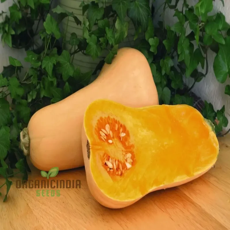 Premium Butternut Hunter F1 Vegetable Seeds, High Yield, Perfect for Home Gardens