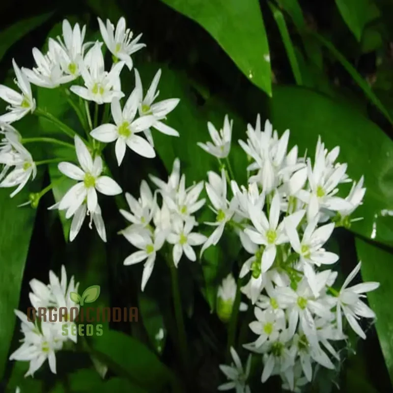 Herb Seeds (Wild Garlic Seeds) - Aromatic and Edible Wild Herb for Flavorful Dishes