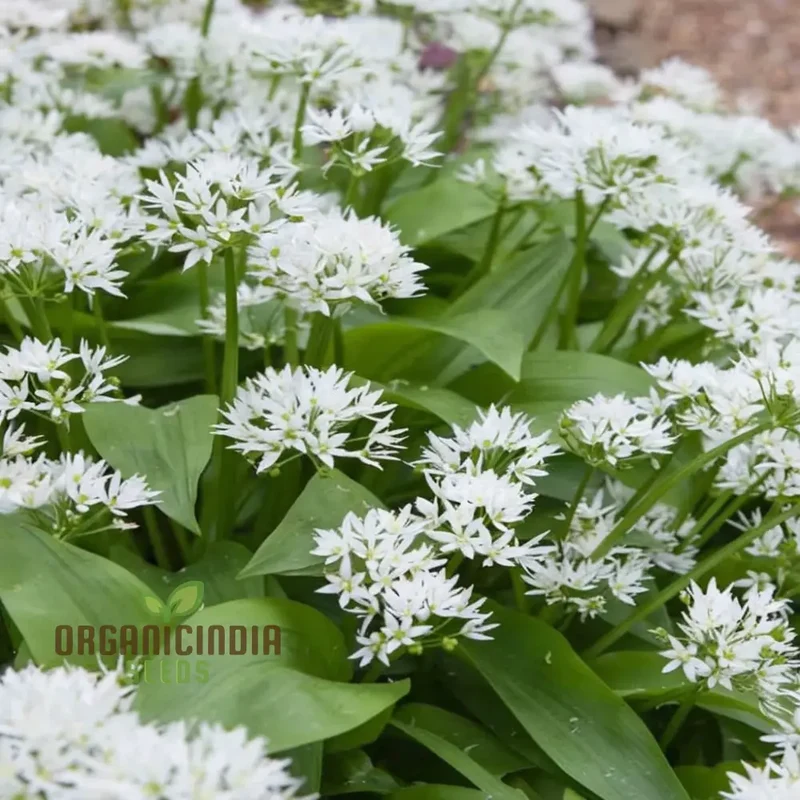 Herb Seeds (Wild Garlic Seeds) - Aromatic and Edible Wild Herb for Flavorful Dishes