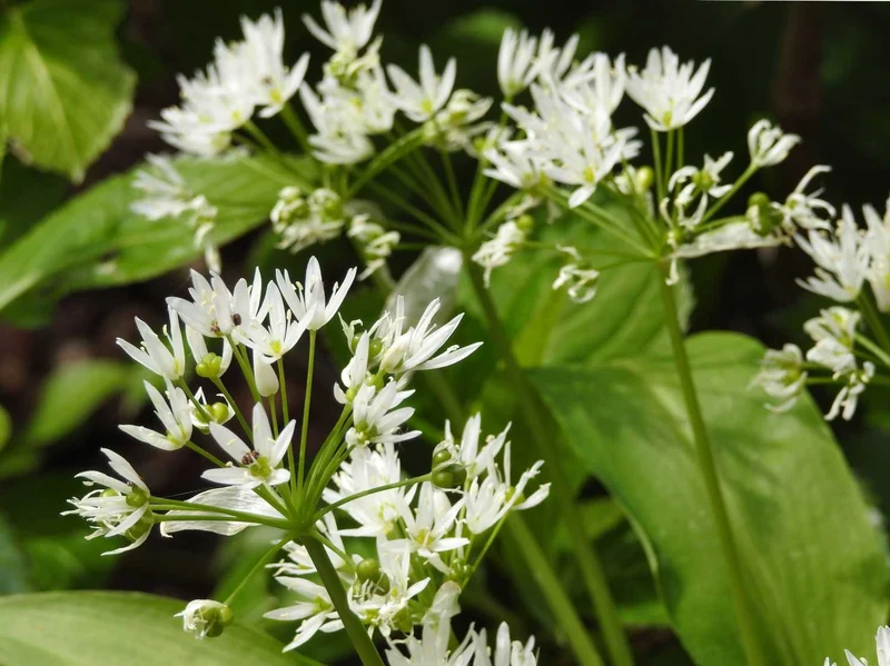 Herb Seeds (Wild Garlic Seeds) - Aromatic and Edible Wild Herb for Flavorful Dishes