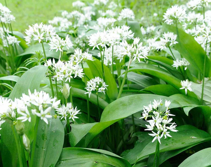 Herb Seeds (Wild Garlic Seeds) - Aromatic and Edible Wild Herb for Flavorful Dishes