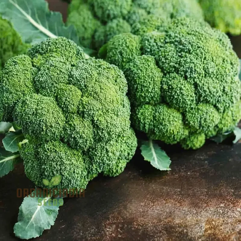 Broccoli Calabrese Green Sprouting Vegetable Seeds, Heirloom, High-Yield, Easy to Growing plant
