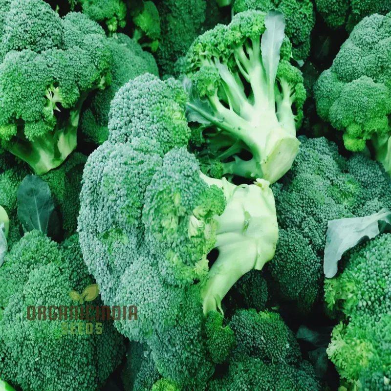 Broccoli Calabrese Green Sprouting Vegetable Seeds, Heirloom, High-Yield, Easy to Growing plant