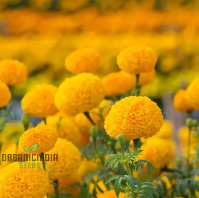 Exotic Blooms African Marigold Fantastic Mix Vibrant and Versatile