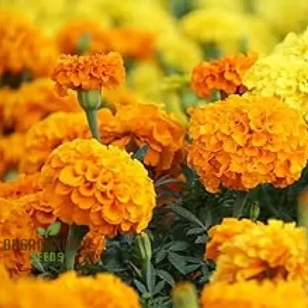 Exotic Blooms African Marigold Fantastic Mix Vibrant and Versatile