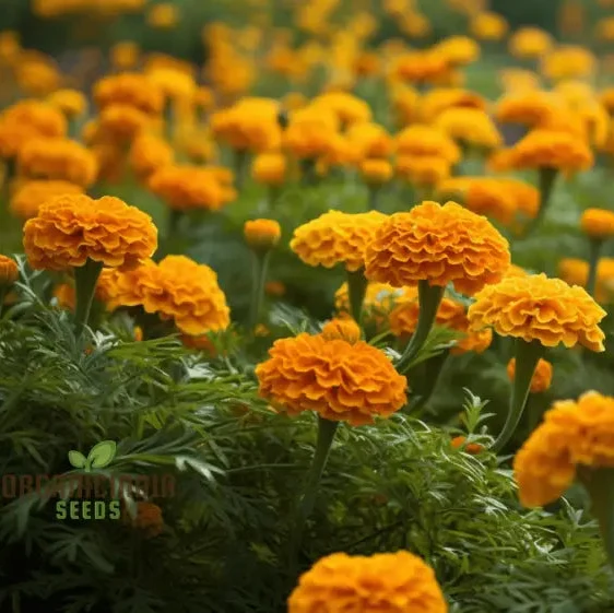 Exotic Blooms African Marigold Fantastic Mix Vibrant and Versatile