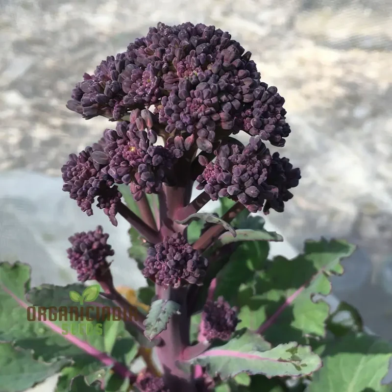 Planting and Gardening with Purple Broccoli Vegetable Seeds, A Comprehensive Guide to Growing This Nutritious Vegetable
