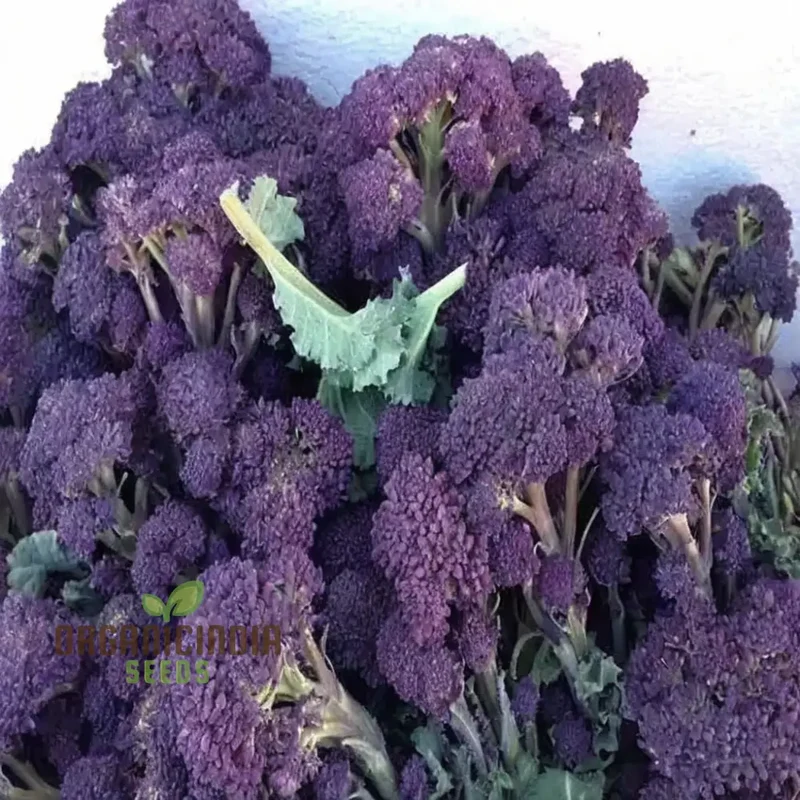 Planting and Gardening with Purple Broccoli Vegetable Seeds, A Comprehensive Guide to Growing This Nutritious Vegetable