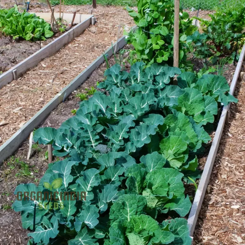 Planting and Gardening with Purple Broccoli Vegetable Seeds, A Comprehensive Guide to Growing This Nutritious Vegetable