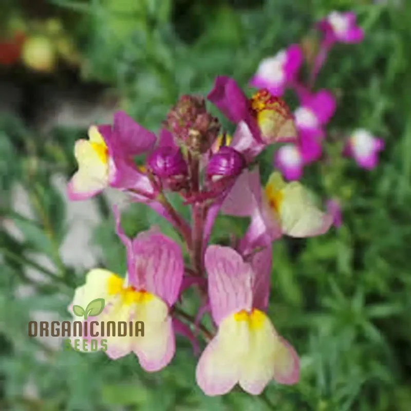 Enchanting Linaria: Fairy Bouquet Mix - Shop Now for Magical Garden Delights