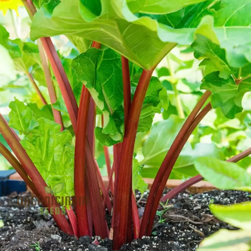 Planting and Gardening with Rhubarb Leafy Vegetable Seeds, An Extensive Guide to Growing This Nutritious Crop