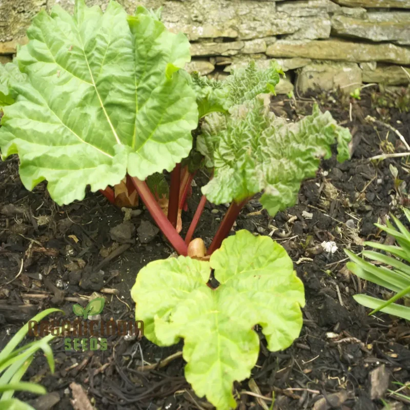 Planting and Gardening with Rhubarb Leafy Vegetable Seeds, An Extensive Guide to Growing This Nutritious Crop