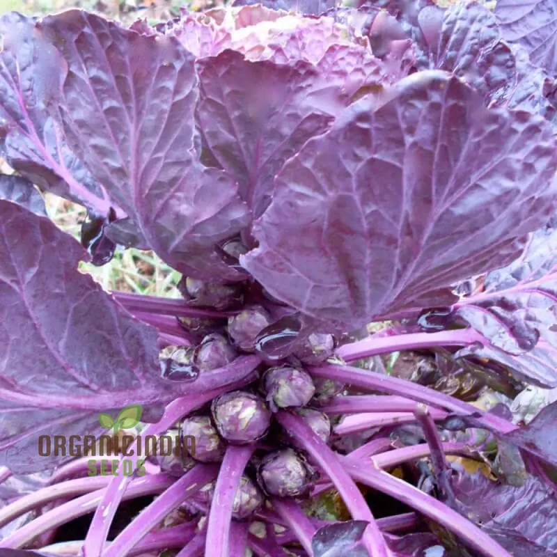 Red Bull Seeds for a Bountiful Vegetable Garden Adventure,Planting and Growing Your Own Brussels Sprouts