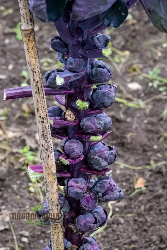 Red Bull Seeds for a Bountiful Vegetable Garden Adventure,Planting and Growing Your Own Brussels Sprouts