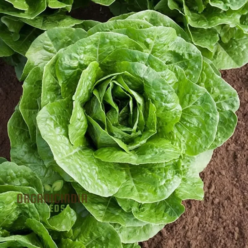 Organic Romaine Parris Island COS Vegetable Seeds - Crisp, Nutritious, Heirloom Variety for Home Gardening