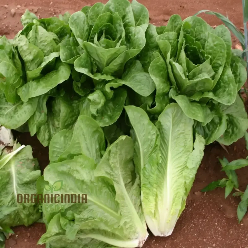 Organic Romaine Parris Island COS Vegetable Seeds - Crisp, Nutritious, Heirloom Variety for Home Gardening