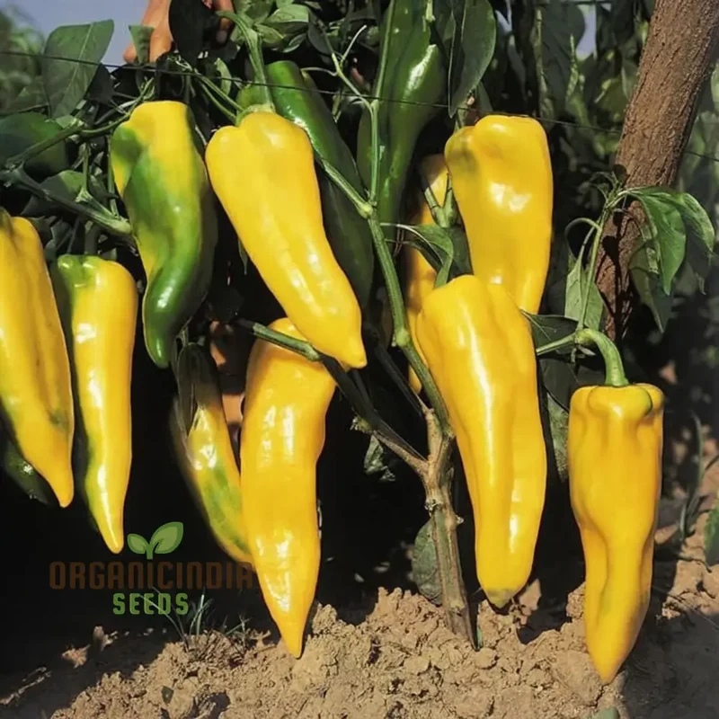 Golden Sweetness: Planting and Growing Organic Corno Di Toro Giallo Peppers for a Vibrant and Flavorful Vegetable Garden