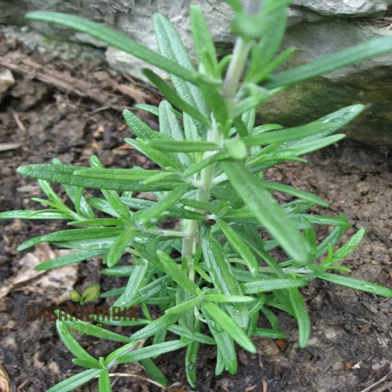 Organic Rosemary Seeds, Fragrant Culinary Herb for Garden, Aromatic, Easy-to-Growing plant