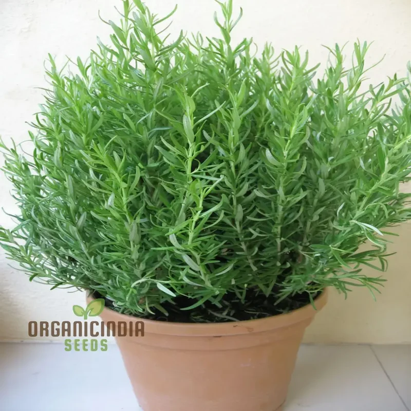 Organic Rosemary Seeds, Fragrant Culinary Herb for Garden, Aromatic, Easy-to-Growing plant