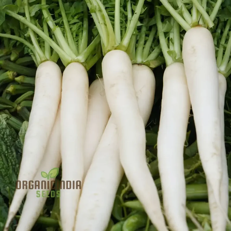 Mooli Minowase Radish Seeds - Crisp and Mild Radishes for Fresh Salads and Pickling