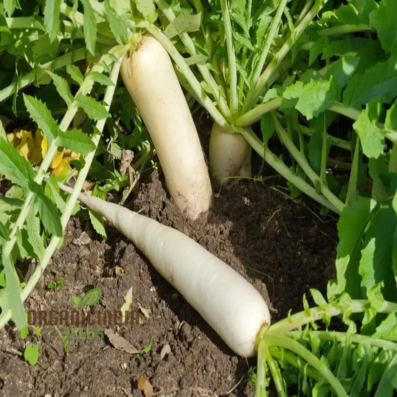 Mooli Minowase Radish Seeds - Crisp and Mild Radishes for Fresh Salads and Pickling