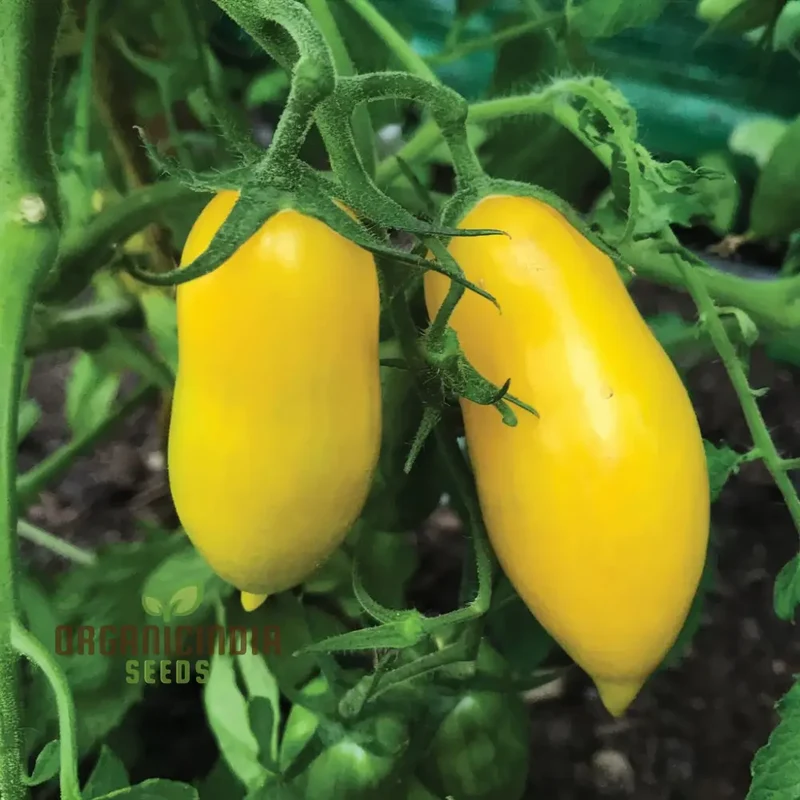 Banana Legs Juicy Yellow Tomatoes, Vegetable Seeds For Planting Enhance your Gardening