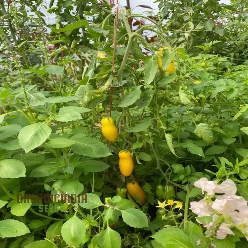 Banana Legs Juicy Yellow Tomatoes, Vegetable Seeds For Planting Enhance your Gardening