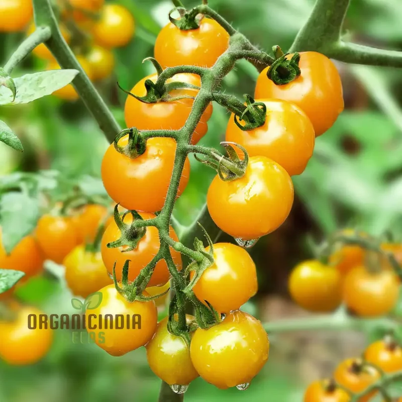 Juicy Delights: Planting and Growing Tomato Bliss F1 Seeds for Your Pathway to Garden Glory and Fresh, Flavorful Harvests