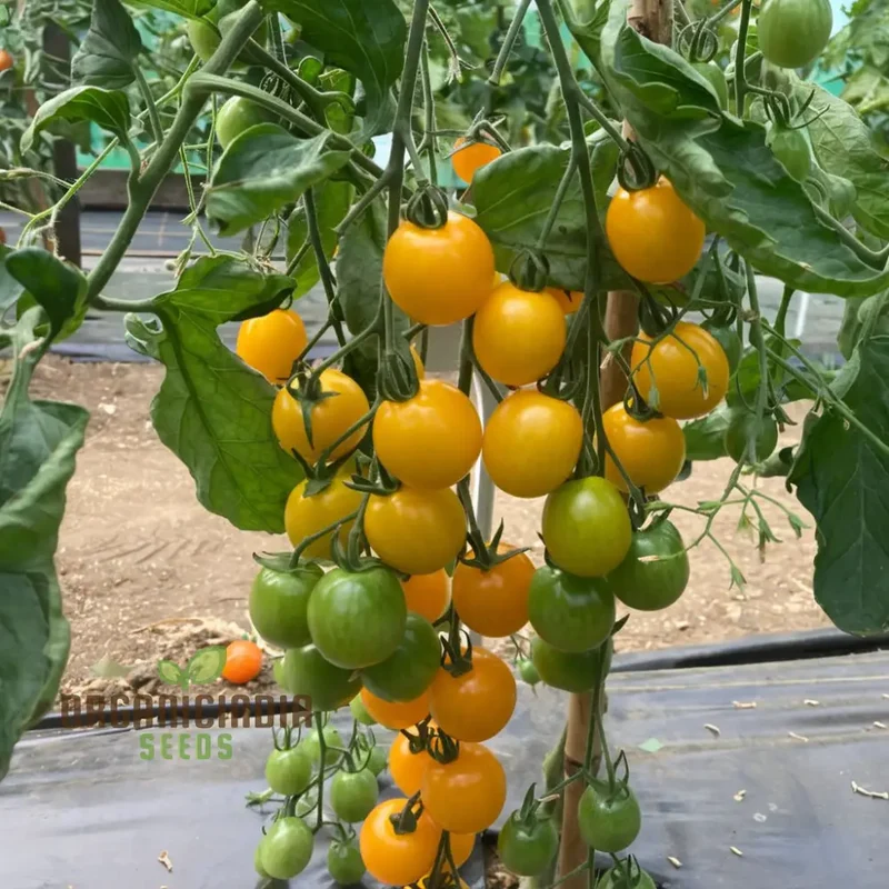 Juicy Delights: Planting and Growing Tomato Bliss F1 Seeds for Your Pathway to Garden Glory and Fresh, Flavorful Harvests