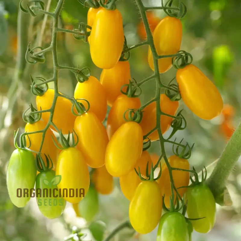 Juicy Delights: Planting and Growing Tomato Bliss F1 Seeds for Your Pathway to Garden Glory and Fresh, Flavorful Harvests