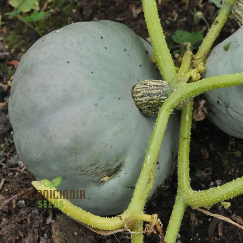 Crown Prince Squash Seeds - Royal Flavor and Texture for Your Culinary Creations